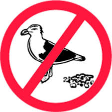 Bird Control Services Ras Al Khaima