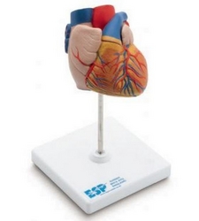 Anatomical Model of Heart (Dubai UAE)