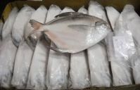 Ndarow Fresh Frozen Fish For Exportation