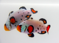 Frostbite / Frozen Clownfish - Captive-bred