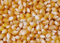 Yellow Maize from ESSAAR EXPORTS