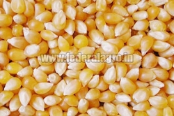 Human Feed Maize Seeds
