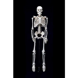 Skeleton With Stand