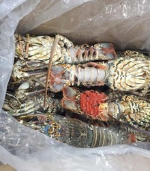 Lobster Exporter