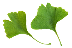 Ginkgo Leaves Extract