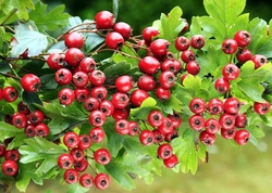Hawthorn Extract    total flovones     vitexin