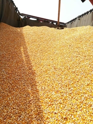 Maize For Human Consumption And Animal Feed