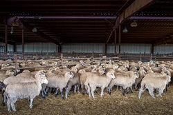 Live Merino Sheep / Lambs