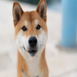 Shiba Inu(SHIB)
