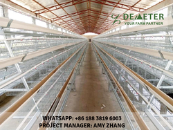 Poultry Farms Chicken Layer Cages For Sale In Nigeria