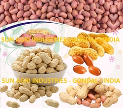 Groundnut