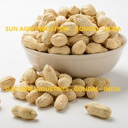 Groundnut