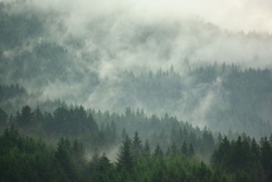 Pine Tree Forest Wallpaper Murals | Pine Valley | Giffywalls