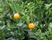 Citrus Outdoor Plant