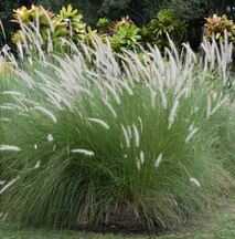 Outdoor Plant-pennisetum Setaceum