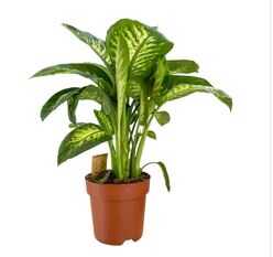Indoor Plant Dieffenbachia