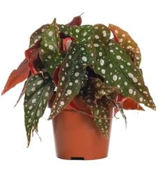 Indoor Plant Begonia