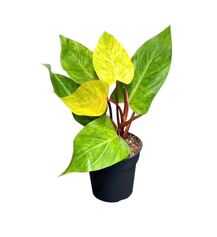 Indoor Plant Philodendron Painted Lady
