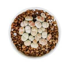 Indoor Plant Lithops Living Stone