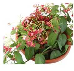 Outdoor Plant Quisqualis Indica