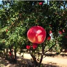 Pomegranate PLANT from FINE CITY PLANT NURSERY