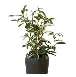 Indoor Plant Costus Arabicus
