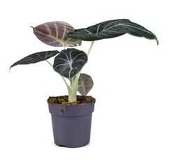 Indoor Plant Alocasia Black Velvet