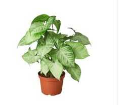 Indoor Plant Syngonium White Butterfly
