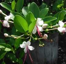 Wild Jasmine Plant