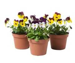 Outdoor Plant Pansy