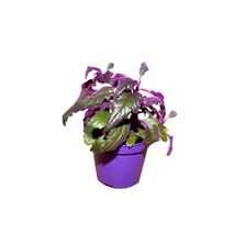 Indoor Plant Gynura
