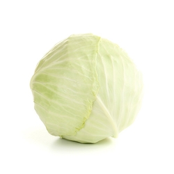 White Cabbage Holland