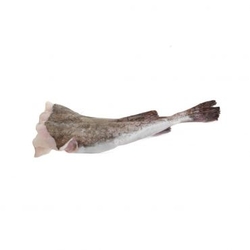 Monk Fish Tail
