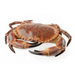 Wild Live Atlantic Crab 