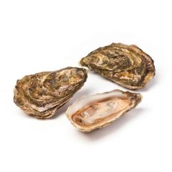 Organic Oysters