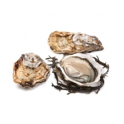Tarbouriech Oysters 