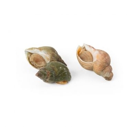 Live Whelk  from FRESH EXPRESS