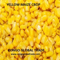 Yellow Maize Seed/ Corn