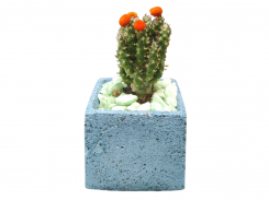 Cactus Plant Arrangement