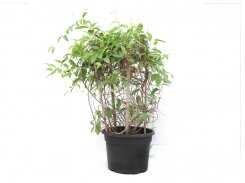 Tristelateia Outdoor Plant