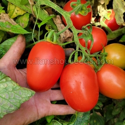 T190 Hybrid Semi Determinate Saladette Type Tomato