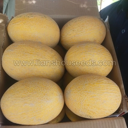 M05 Big Early Hami Melon Seed Variety