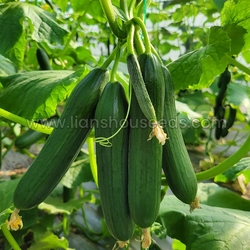 Cu03 Hybrid Beit Alfa Cucumber Variety For Greenhouse
