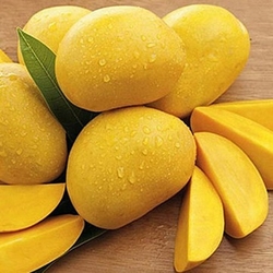 High Quality Vietnam Mango in Vietnam Competitive Price 2024