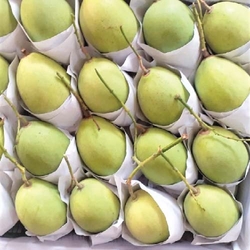 High Quality Vietnam Mango in Vietnam Competitive Price 2024