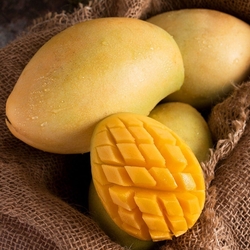 High Quality Vietnam Mango in Vietnam Competitive Price 2024