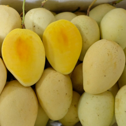 High Quality Vietnam Mango in Vietnam Competitive Price 2024