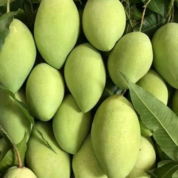 High Quality Vietnam Mango in Vietnam Competitive Price 2024