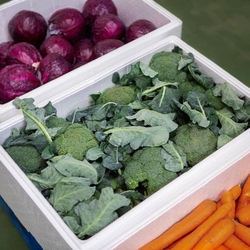 Styrofoam Vegetable Boxes