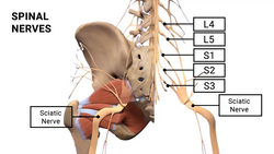 Sciatica Treatment in Edison, NJ from REDEFINE HEALTHCARE - EDISON, NJ